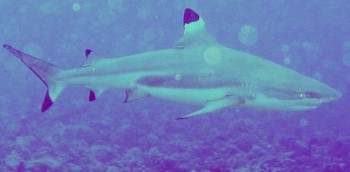 Blacktipped Reef sharks abound in the passes