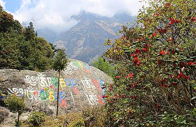 Rhododendrons and carved mani rocks!