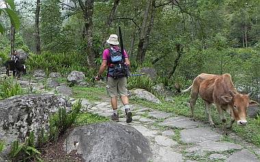 Stone trail through cardamom plantations!