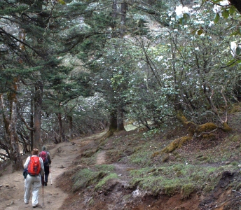 Hiking under blooming rhododendron forest