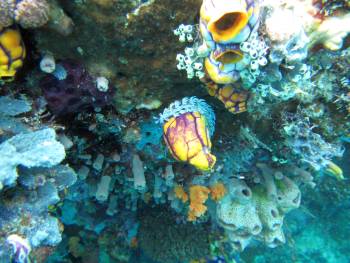 Lots of tunicates and corals on the Balbulol wall