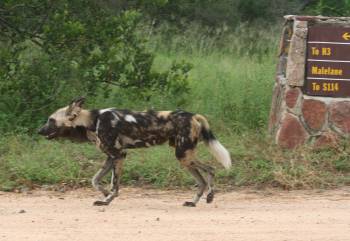 Rare African Wild Dog, on the road in Kruger