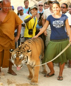 Walking with tigers, so cool!
