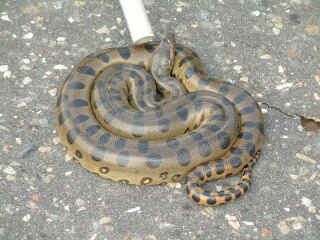 Lovely anaconda curled in the road, Los Llanos