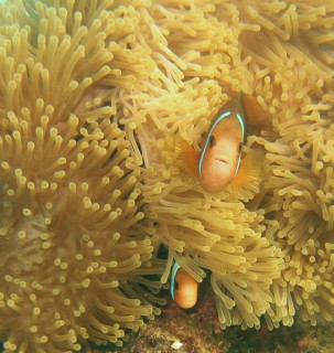 Orange-finned anemonefish peek out from their shelter
