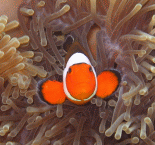 A False Clown Anemonefish peeks out from its home