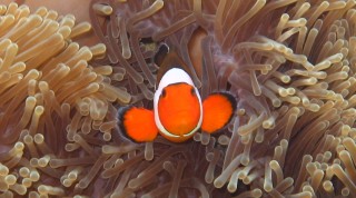 A False Clown Anemonefish in its bulb anemone