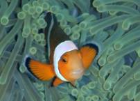 Anemone Fish in the Andeman Islands