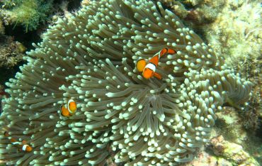 Anemone Clownfish on the reef at Twin Island, Andamans