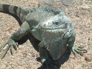 The Antillean Iguana, from Les Saintes