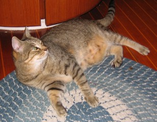 Lounging on the rug on Ocelot before his flight to the USA