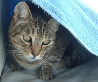 Arthur peeking out from his helm-seat tent