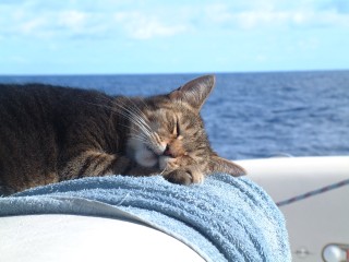 The only way Arthur likes to sail...fast asleep on the helm seat on a calm day!