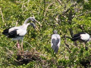A community of nesting Asian Openbill Storks, Yala national park
