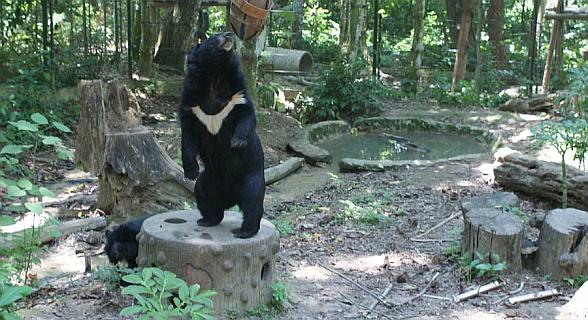 Moon Bear, showing off his distinctive crest on his chest