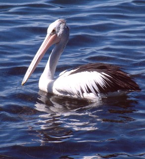 The huge white Australian Pelican