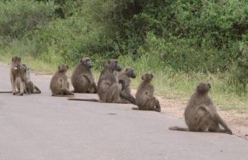 Baboons on the road, Kruger ,South Africa