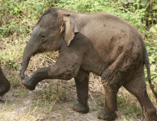 Wait for me! Baby elephant at Jaldapara Wildlife Preserve, West Bengal, India