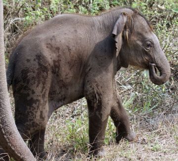 Baby elephant at Jaldapara Wildlife Sanctuary