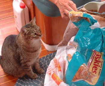 Preparing to seal cat food into vacuum bags.