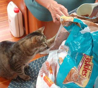 Arthur's dream come true - cat food heaven.