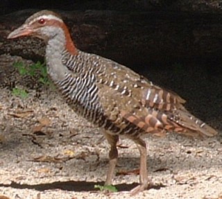 Banded rails are not shy, and are easy to photograph in open spaces.