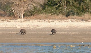 Wild boars on the beach of Komodo Island