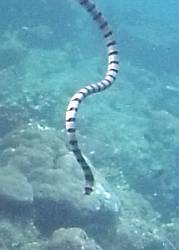 Beaked Sea Snake returns from surface
