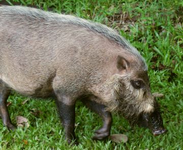 Borneo's bearded pig. Need a shave, mate?