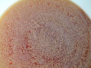 Yeast on top of the wort