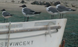 Laughing Gulls in Bequia