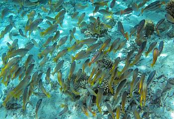 Scools of two spot and big eye snappers swam beneath us