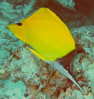 Big Longnose Butterfly fish with longer, and closed snout