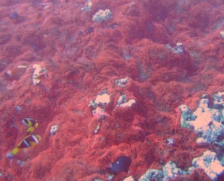 One huge red anemone colony with attendant anemonefish