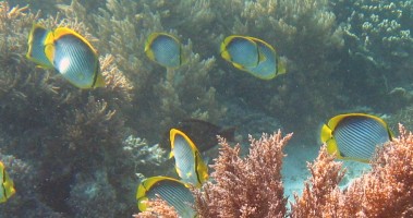 A school of Black-baked Butterflyfish off Komodo Island