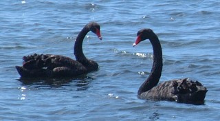 A pair of Black Swans in NSW