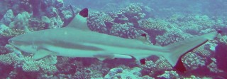 Blacktipped Reef sharks are usually harmless