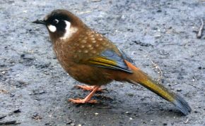 Blackfaced laughingtrush 3650m/12050' Sikkim, India