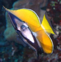 Face to face with the blacklip butterflyfish. Kiss, anyone?