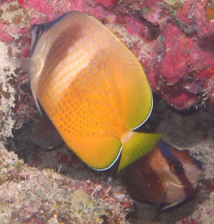 Two Black-Lip Butterflyfishes on the reef in Fiji