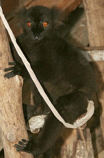A male Black Lemur held as a pet, Madagascar