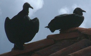 Black Vultures on rooftop, Los Nevados