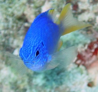 Blue Damsel Fish with an attitude