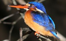 Blue Eared Kingfisher in the Borneo mangroves