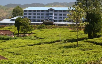 Blue Fields Tea Factory