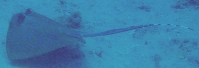 A Blue-Spotted Stingray with its black and white tail