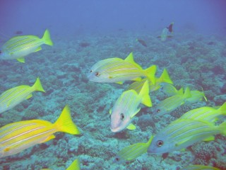 A school of Blue-Striped Snapper off the coast of Moorea