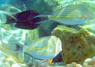 Blue striped surgeon fish blend into the shallow reef environment