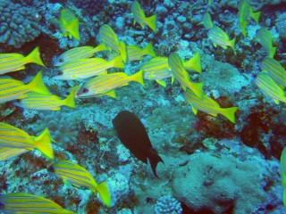 BlueLined Snappers in a school with a surgeonfish