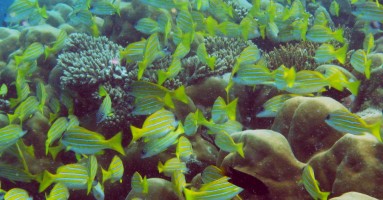 A school of Blue Stripe Snappers cover a "thila"